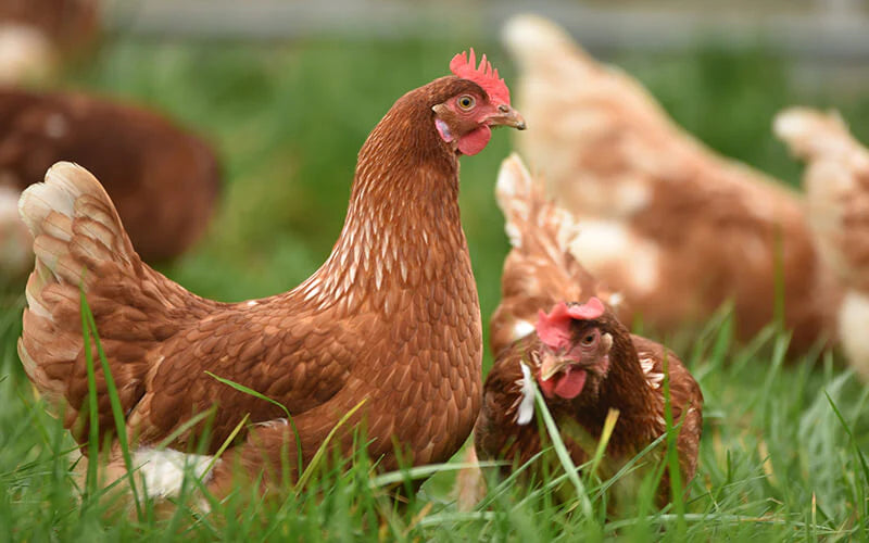 Why Choose Organic Chicken