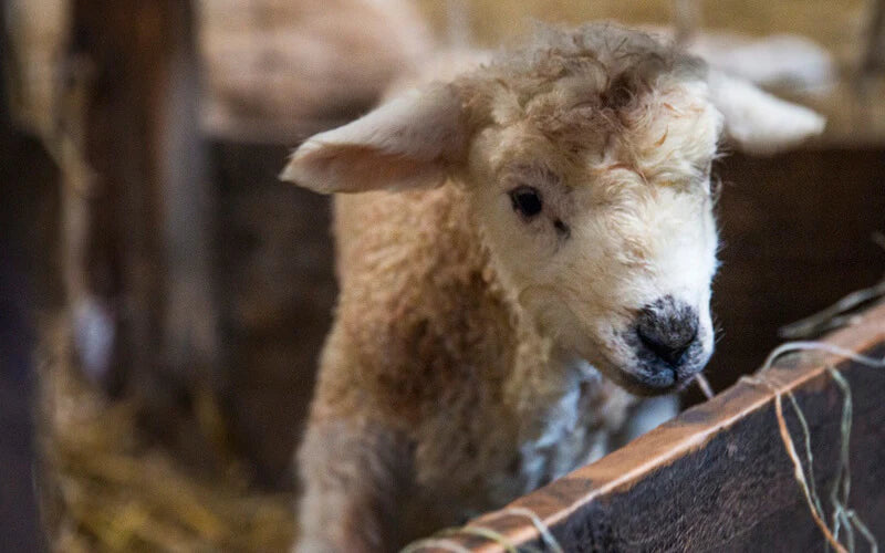 Lambing: Week One