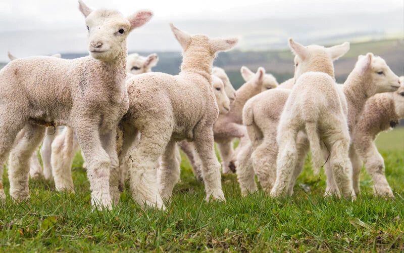 The Myth of the Spring Lamb